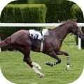 Derby Quest: Horse Manager