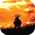 Shoot & Release: Camera Hunter