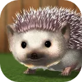 My Hedgehog