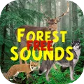 Forest Sounds Free